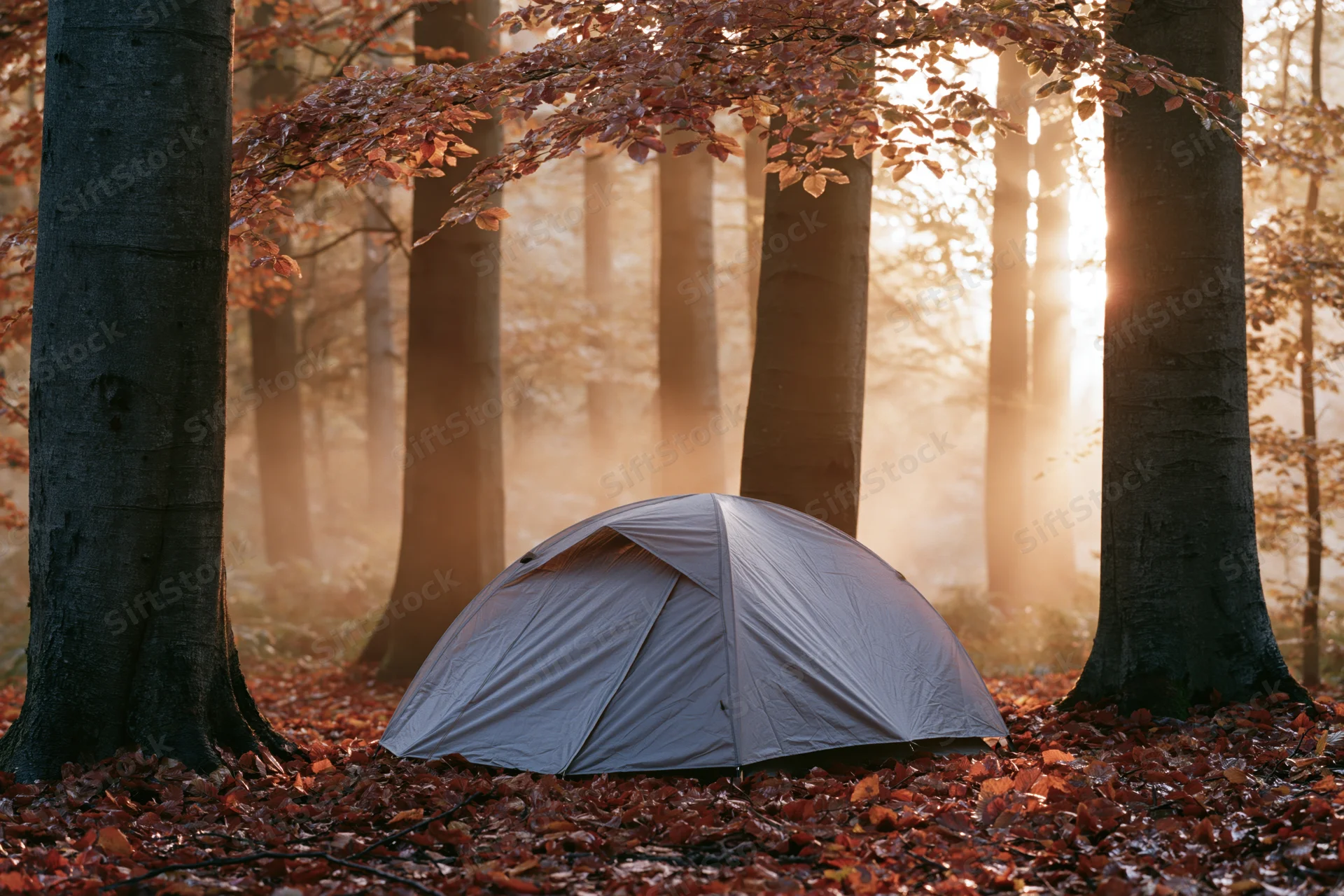 Small grey dome tent pitched beneath tall beech trees in a misty autumn forest at sunrise