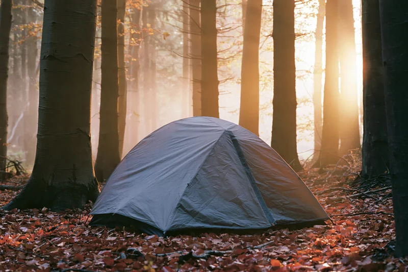 Small grey dome tent pitched among tall beech trees in a misty autumn forest at sunrise