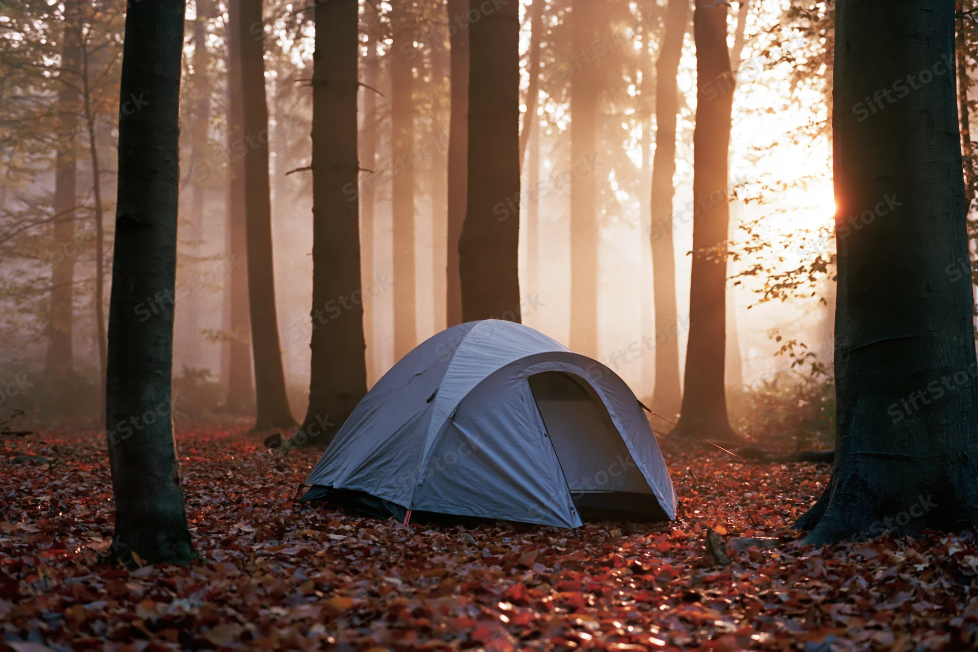 Small grey dome tent pitched among tall beech trees in a misty autumn forest at sunrise