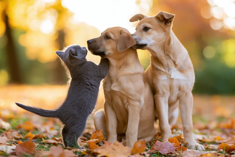 Small grey kitten standing on hind legs nuzzling a brown puppy while another puppy licks its ear in an autumn park covered in fallen leaves