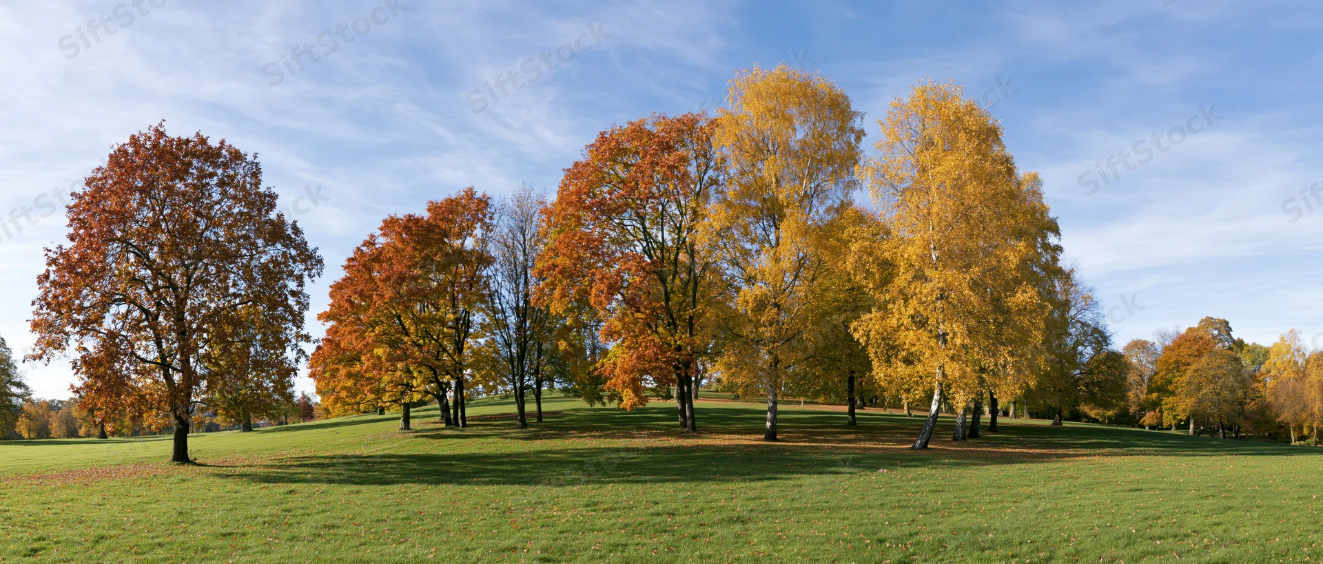 Autumn trees in a grassy park under a blue sky