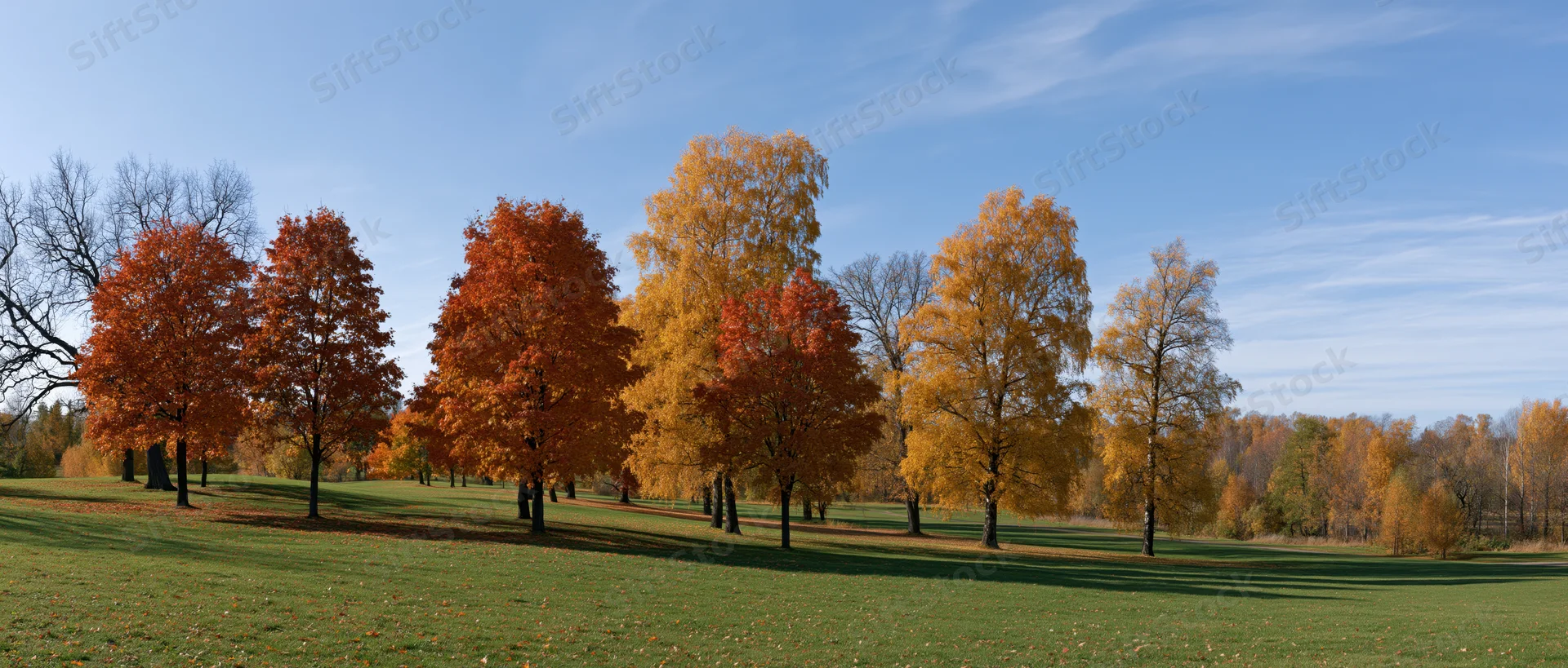 Autumn trees with colorful foliage standing in a grassy park under a clear blue sky