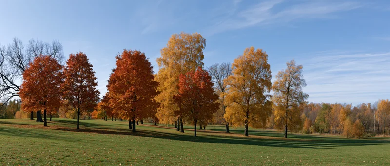 Small grove of autumn trees standing on a gently rolling ground