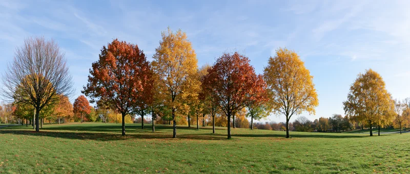 Row of autumn trees with colorful foliage standing on a grassy field under a blue sky