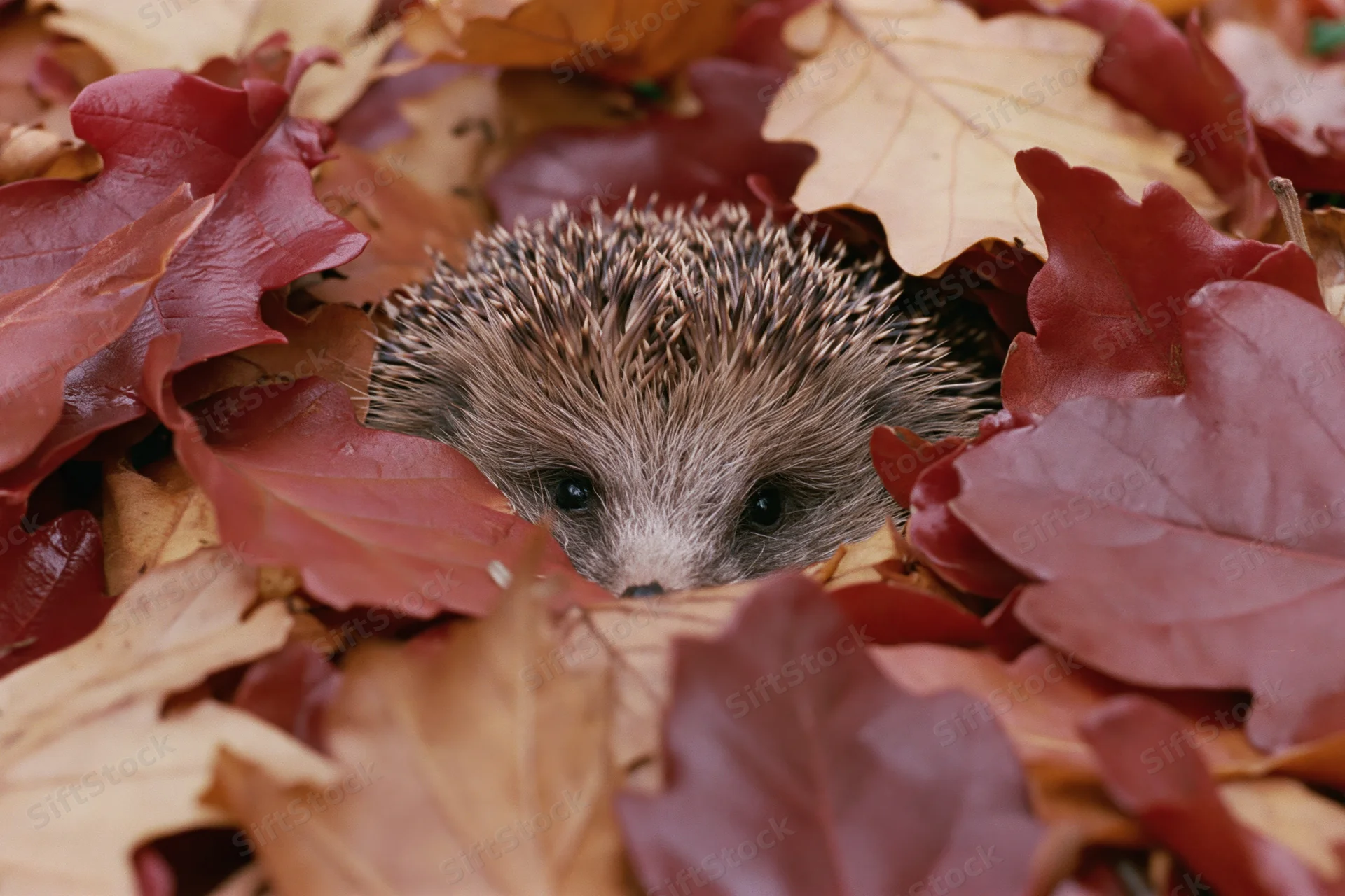 Hedgehog peeking through a pile of fallen autumn leaves on the forest floor