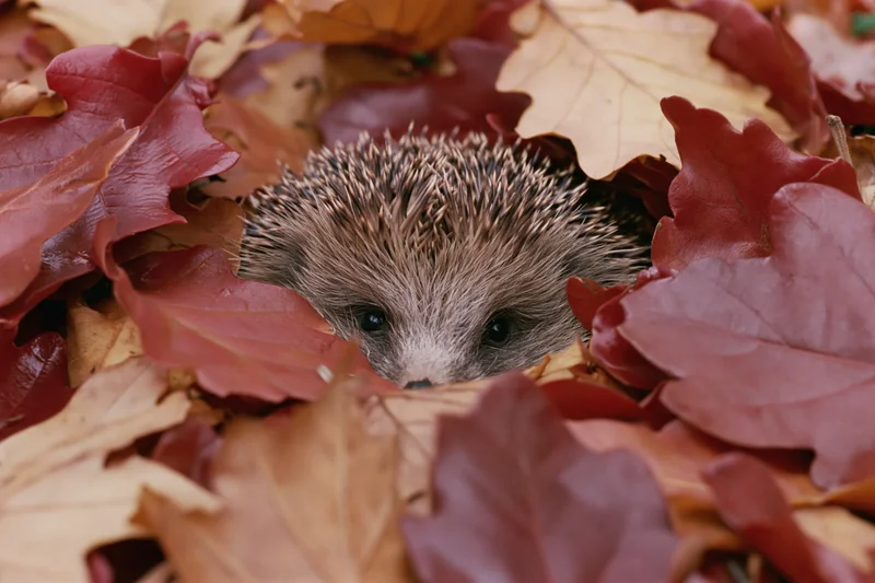 Hedgehog peeking through a pile of fallen autumn leaves on the forest floor
