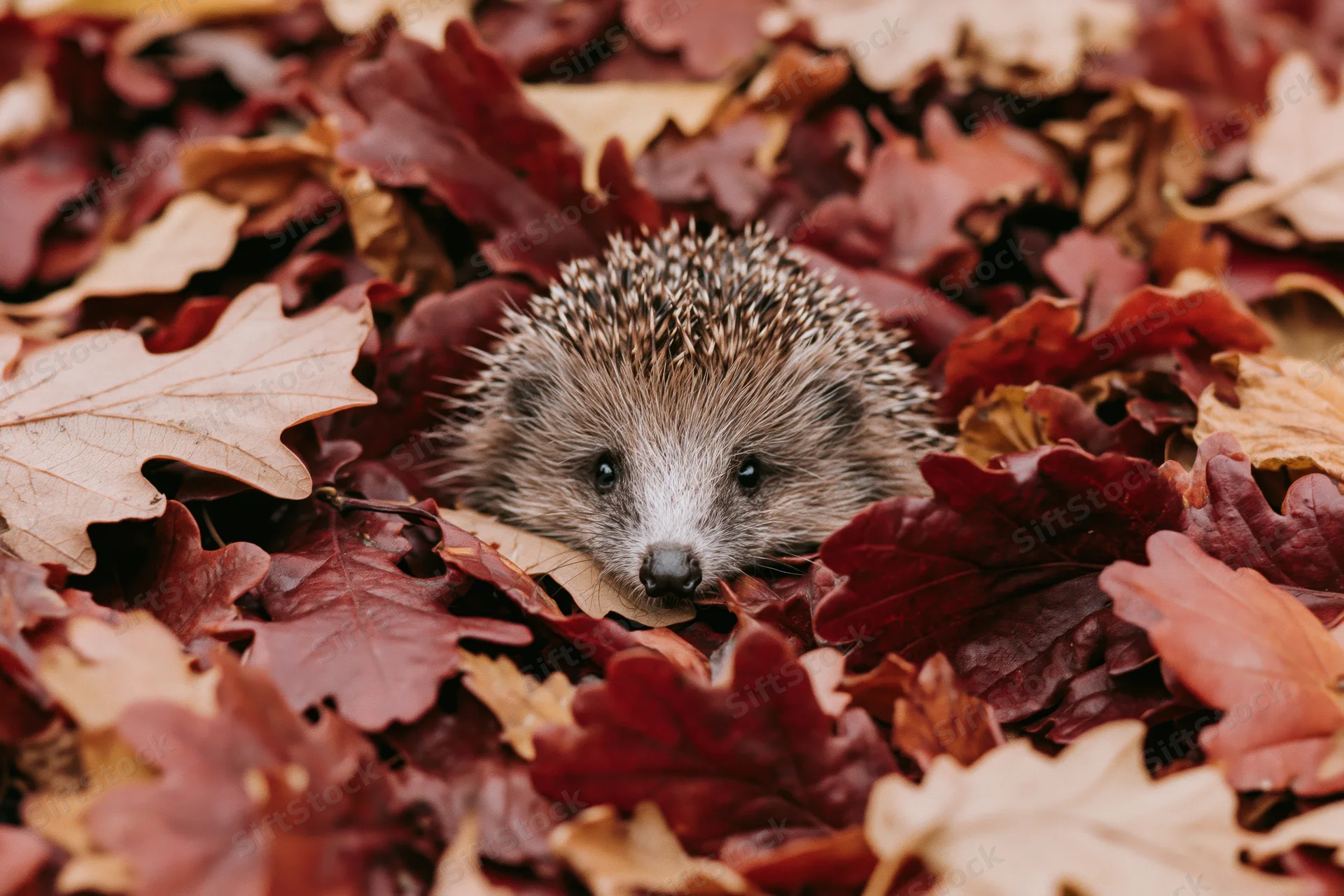 Hedgehog peeking from a pile of autumn leaves on forest floor