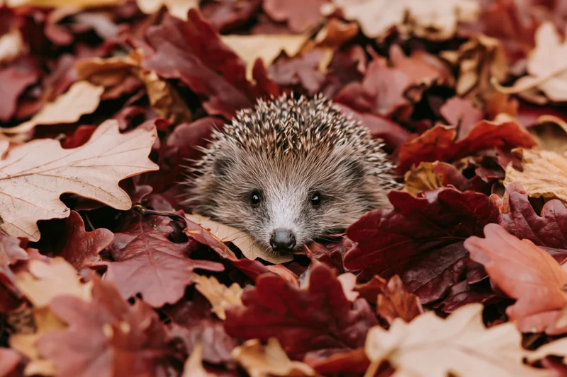 Hedgehog peeking from a pile of autumn leaves on forest floor