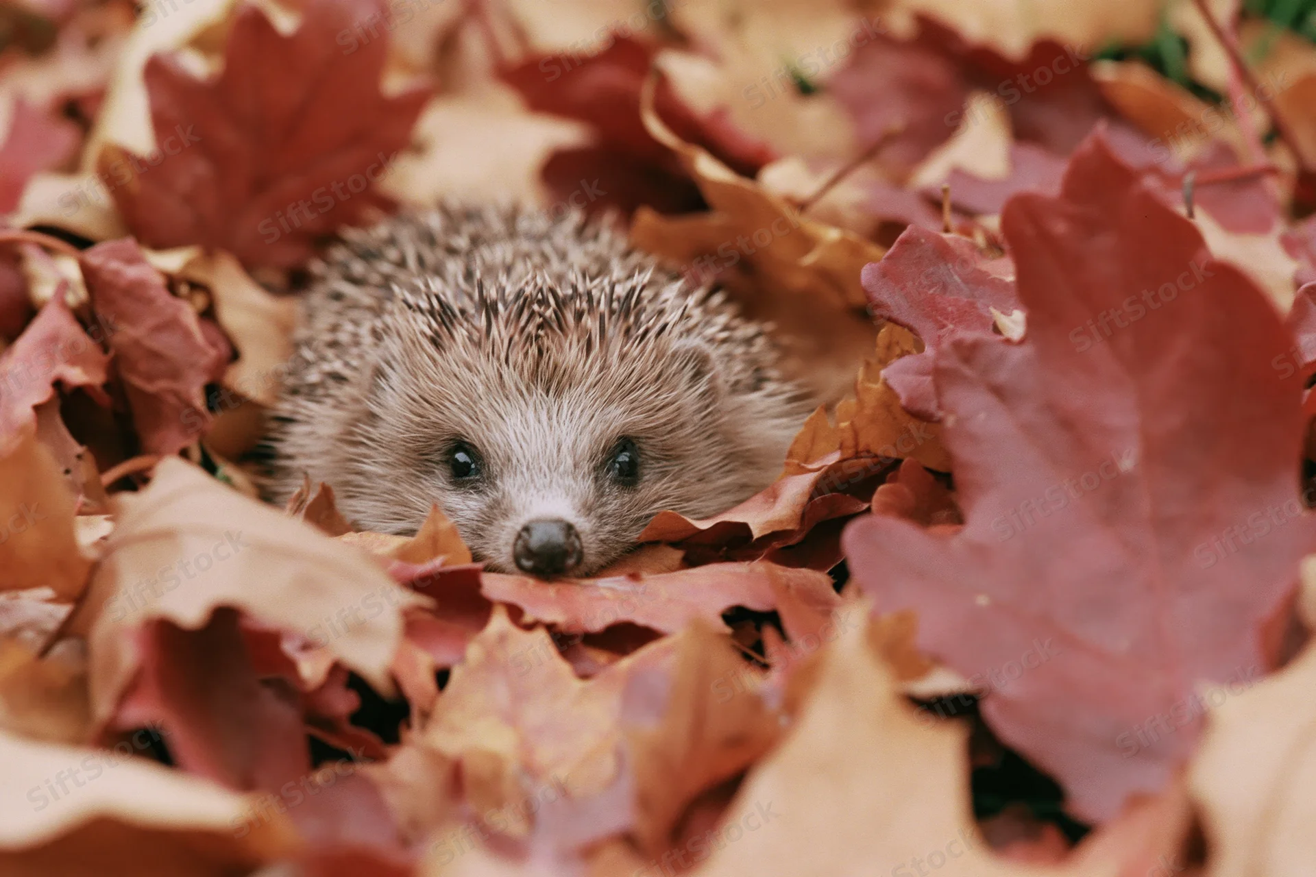 Hedgehog peeking through a pile of fallen autumn leaves on the forest floor