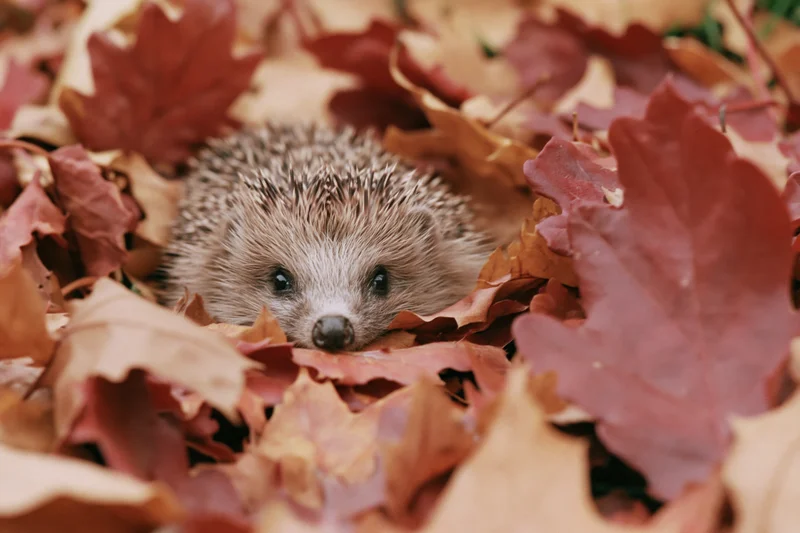 Hedgehog peeking through a pile of fallen autumn leaves on the forest floor