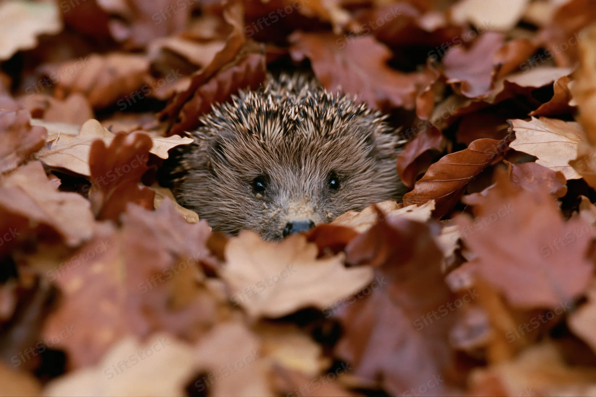 Hedgehog peeking through a pile of fallen autumn leaves on the forest floor