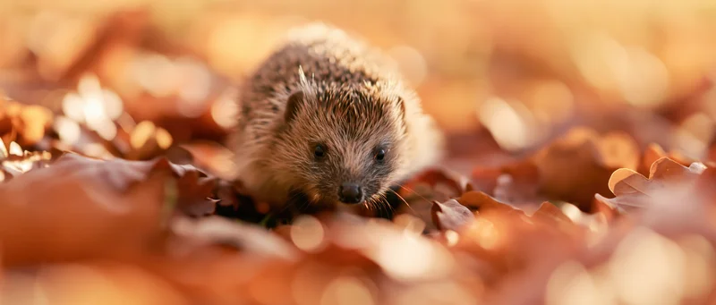 Hedgehog moving through fallen autumn leaves on forest floor