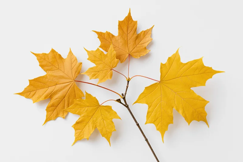 Maple branch with five yellow autumn leaves arranged flat on white background