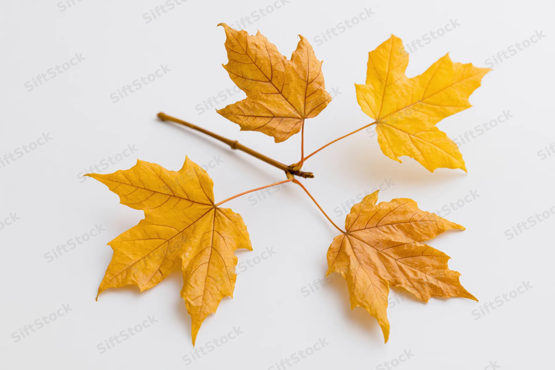 Maple branch with five yellow autumn leaves arranged on white background