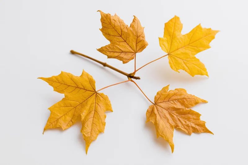 Maple branch with five yellow autumn leaves arranged on white background