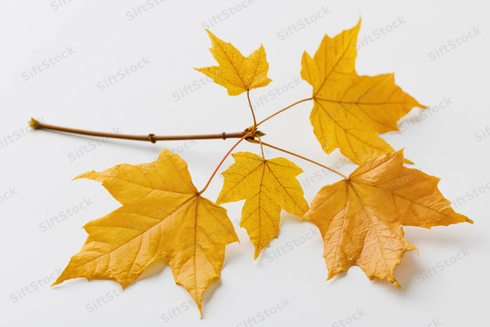 Maple branch with five yellow autumn leaves on white background