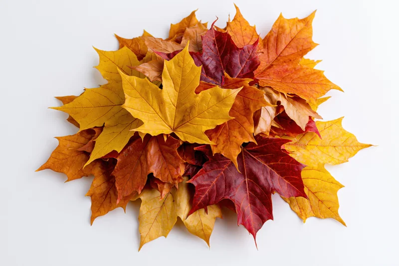 Pile of colorful autumn maple leaves heaped on white background