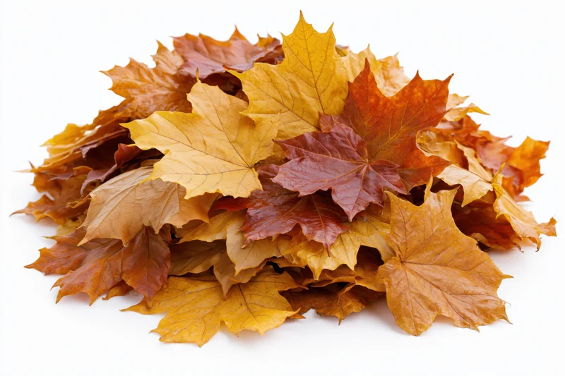 Pile of fallen autumn maple leaves heaped loosely on white background