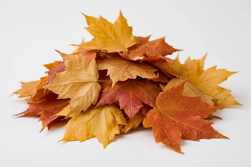 Pile of dried maple leaves in autumn colors on white background