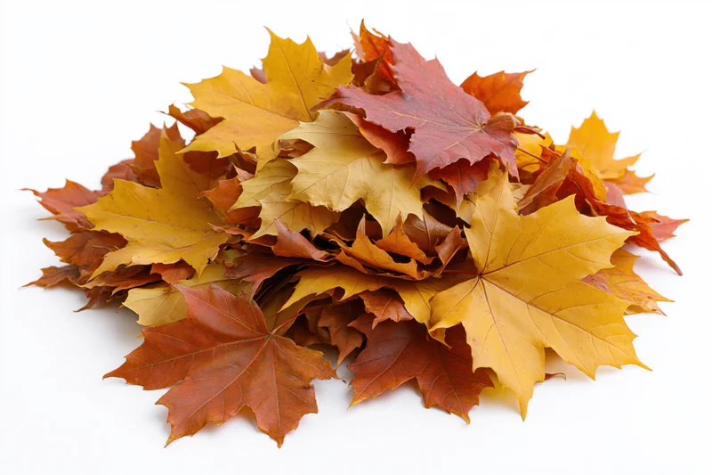 Pile of fallen autumn maple leaves heaped loosely on white background
