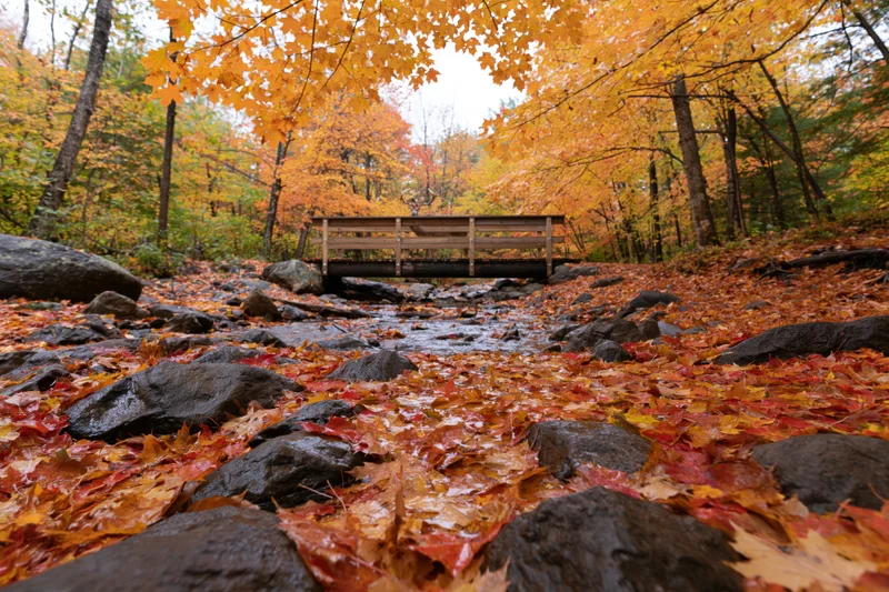 Wooden footbridge over shallow rocky creek in autumn forest with fallen leaves covering ground and trees displaying orange yellow foliage