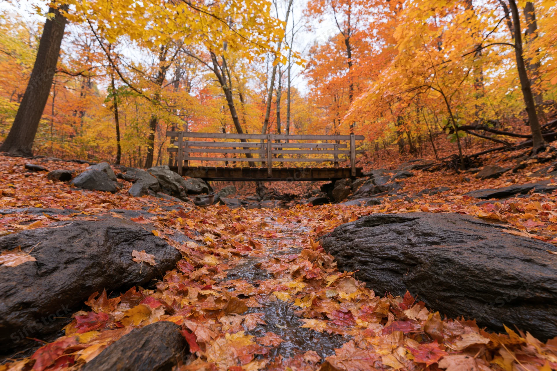 Wooden footbridge over shallow rocky creek in autumn forest with fallen leaves and colorful trees