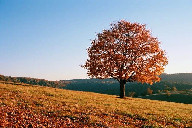 Solitary tree with orange autumn foliage standing on a grassy hill under clear blue sky