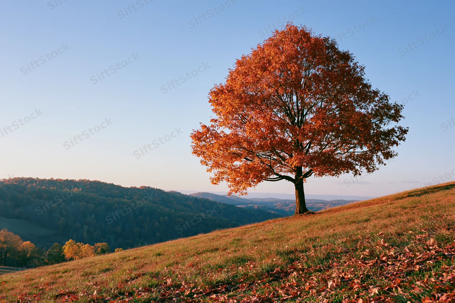 Solitary tree with orange autumn leaves on a grassy hill overlooking forested valleys under clear blue sky