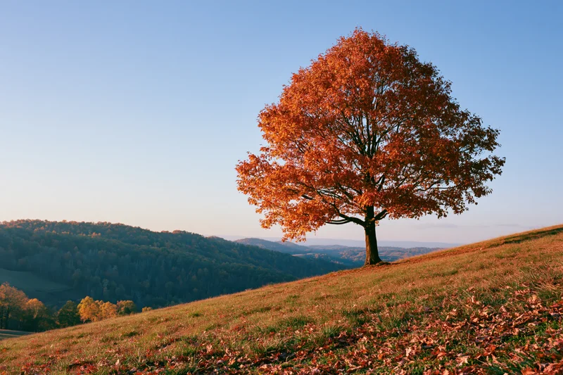 Solitary tree with orange autumn leaves on a grassy hill overlooking forested valleys under clear blue sky