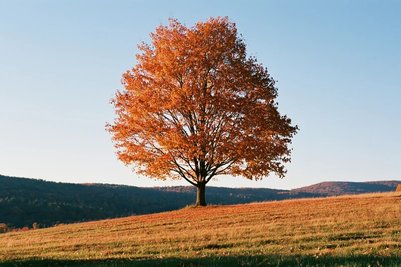 Solitary tree with orange autumn foliage standing on a grassy hill under a clear blue sky