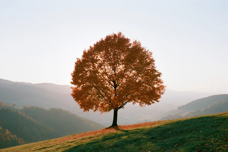 Solitary tree with orange autumn foliage on a grassy hill overlooking mountains and valley