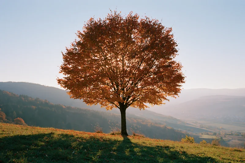 Solitary tree with autumn foliage on a grassy hill overlooking a valley
