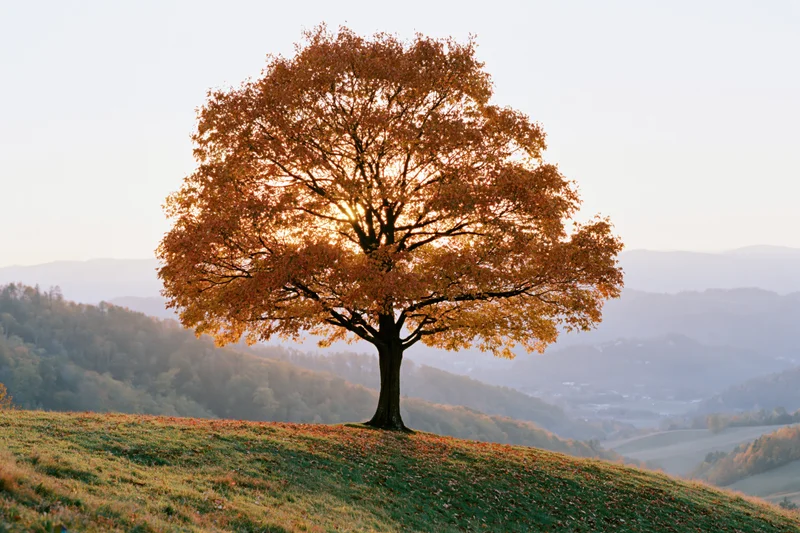 Solitary tree with golden autumn leaves on a grassy hill overlooking a valley at sunset