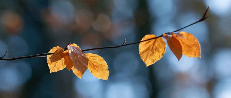 Thin branch with golden amber autumn leaves against blurred blue background