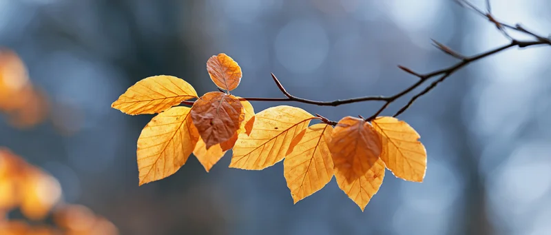 Golden amber autumn leaves on a thin branch against a blurred blue background