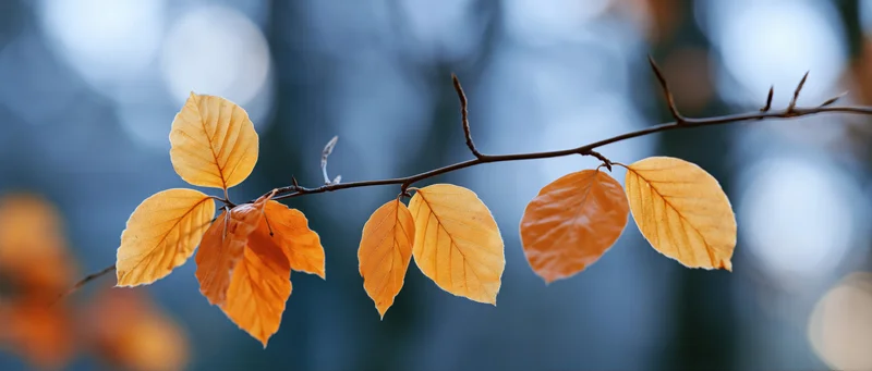 Golden amber autumn leaves on a thin branch against a blurred blue background