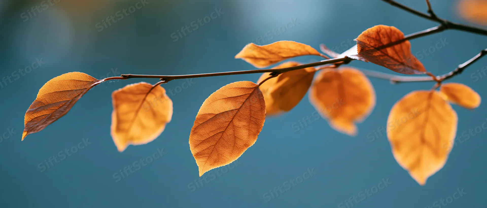 Thin tree branch with autumn leaves in warm amber and burnt orange against a blue sky background