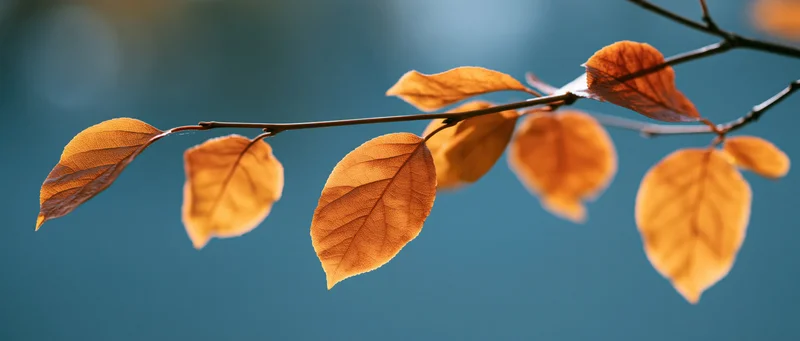 Thin tree branch with autumn leaves in warm amber and burnt orange against a blue sky background