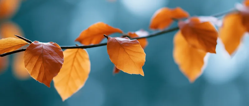 Autumn leaves on a thin branch against a blurred blue background