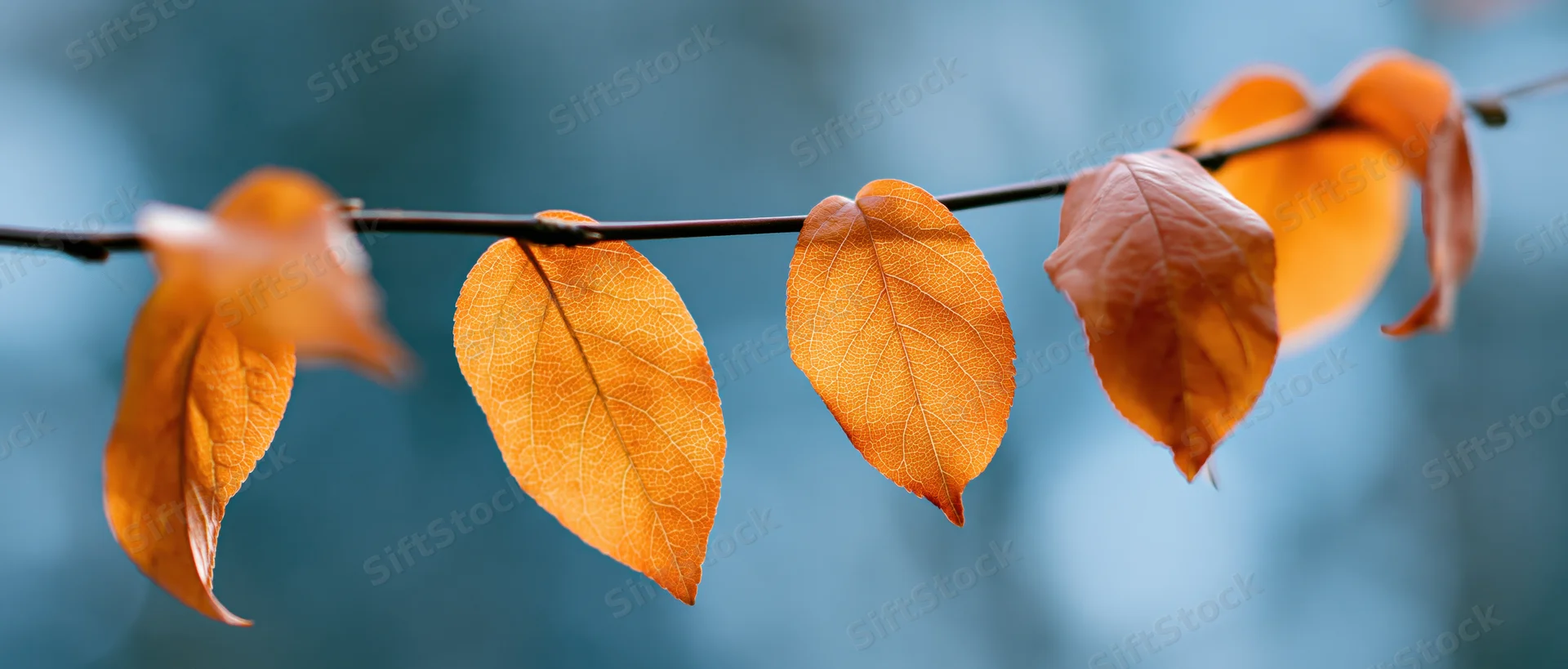Autumn leaves clinging to a thin branch against a blurred blue background