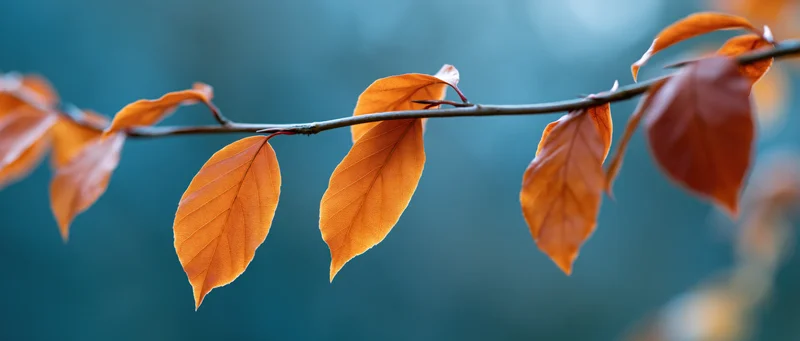 Thin tree branch with autumn leaves in warm amber and burnt orange hues against a soft blue background