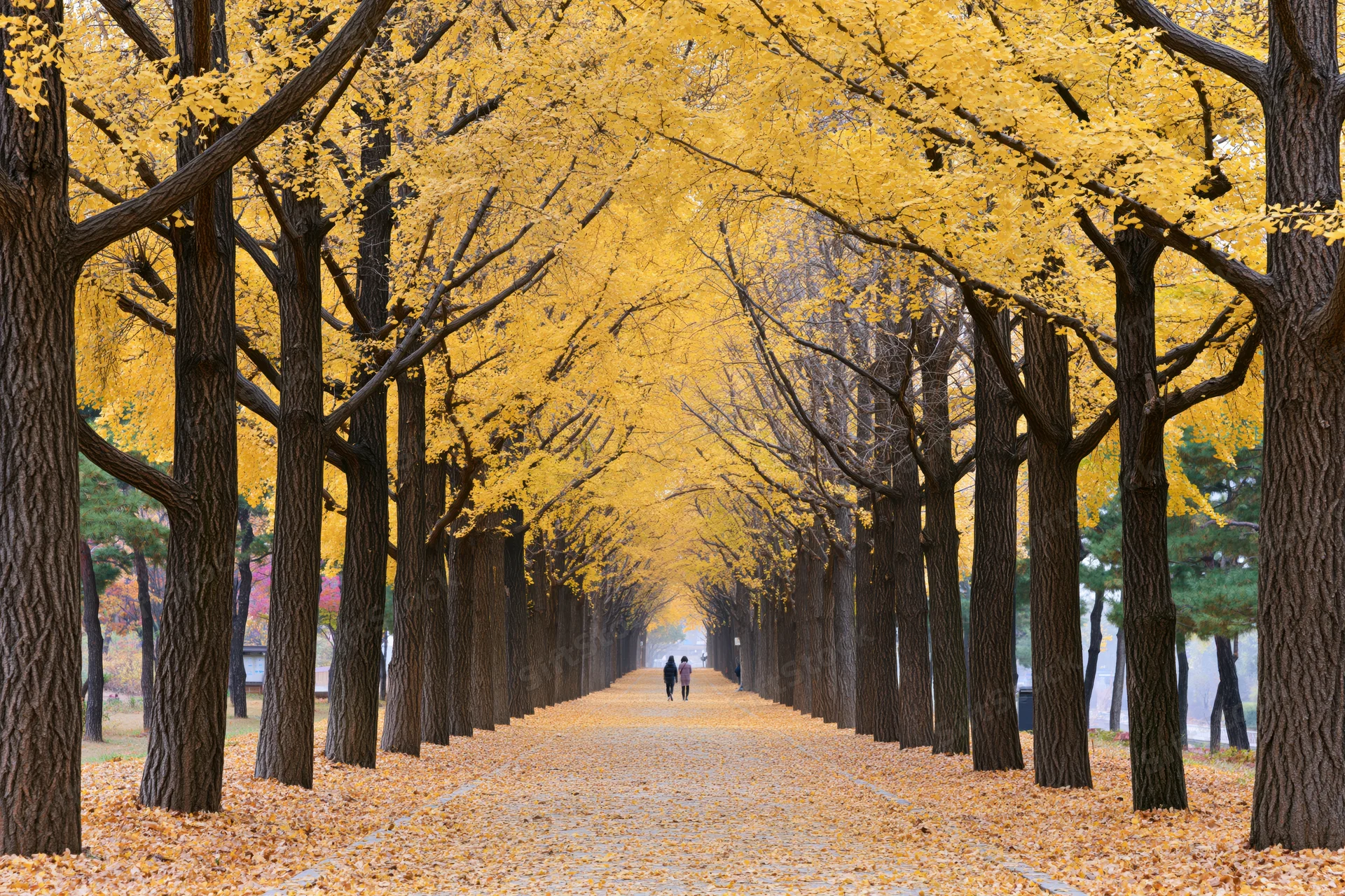 Couple walking down a tree-lined pathway covered in golden ginkgo leaves in autumn park