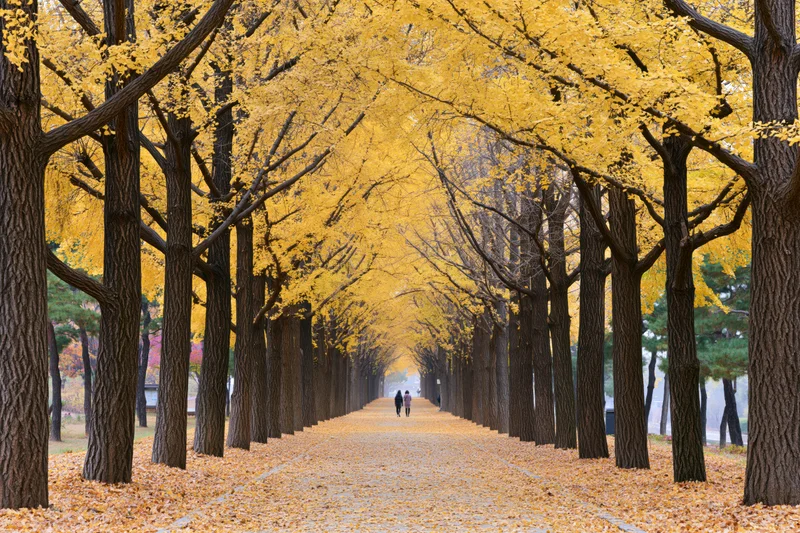 Couple walking down a tree-lined pathway covered in golden ginkgo leaves in autumn park