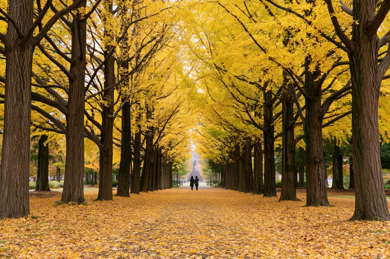 Two people walking down a tree-lined pathway covered in fallen yellow ginkgo leaves in autumn