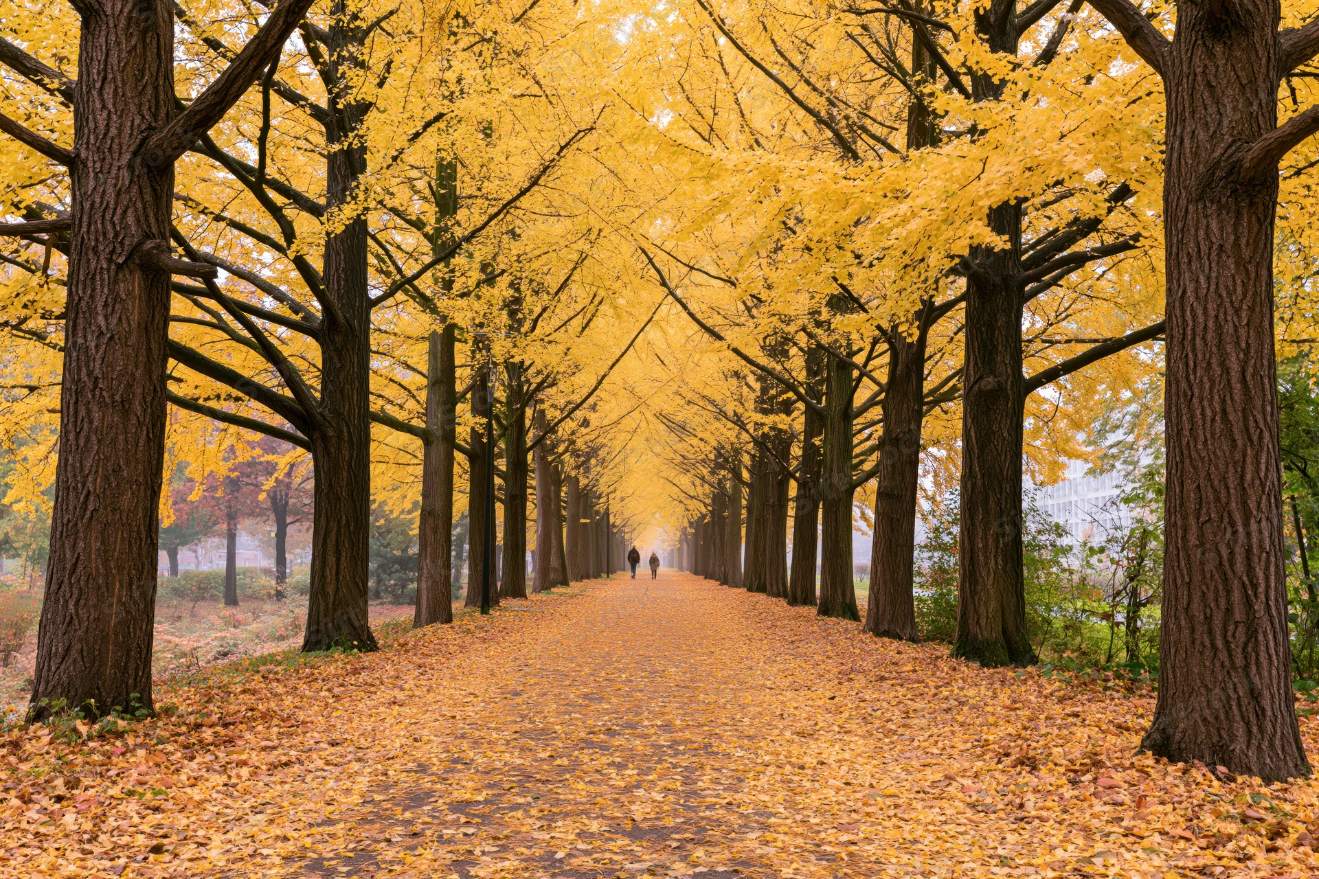 Ginkgo trees in full autumn color lining a pathway covered in fallen yellow leaves with people walking in the distance
