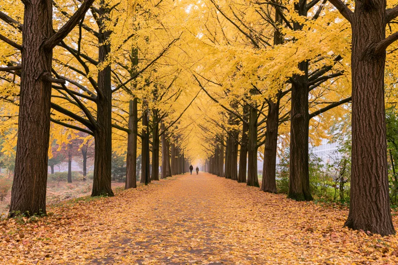 Ginkgo trees in full autumn color lining a pathway covered in fallen yellow leaves with people walking in the distance