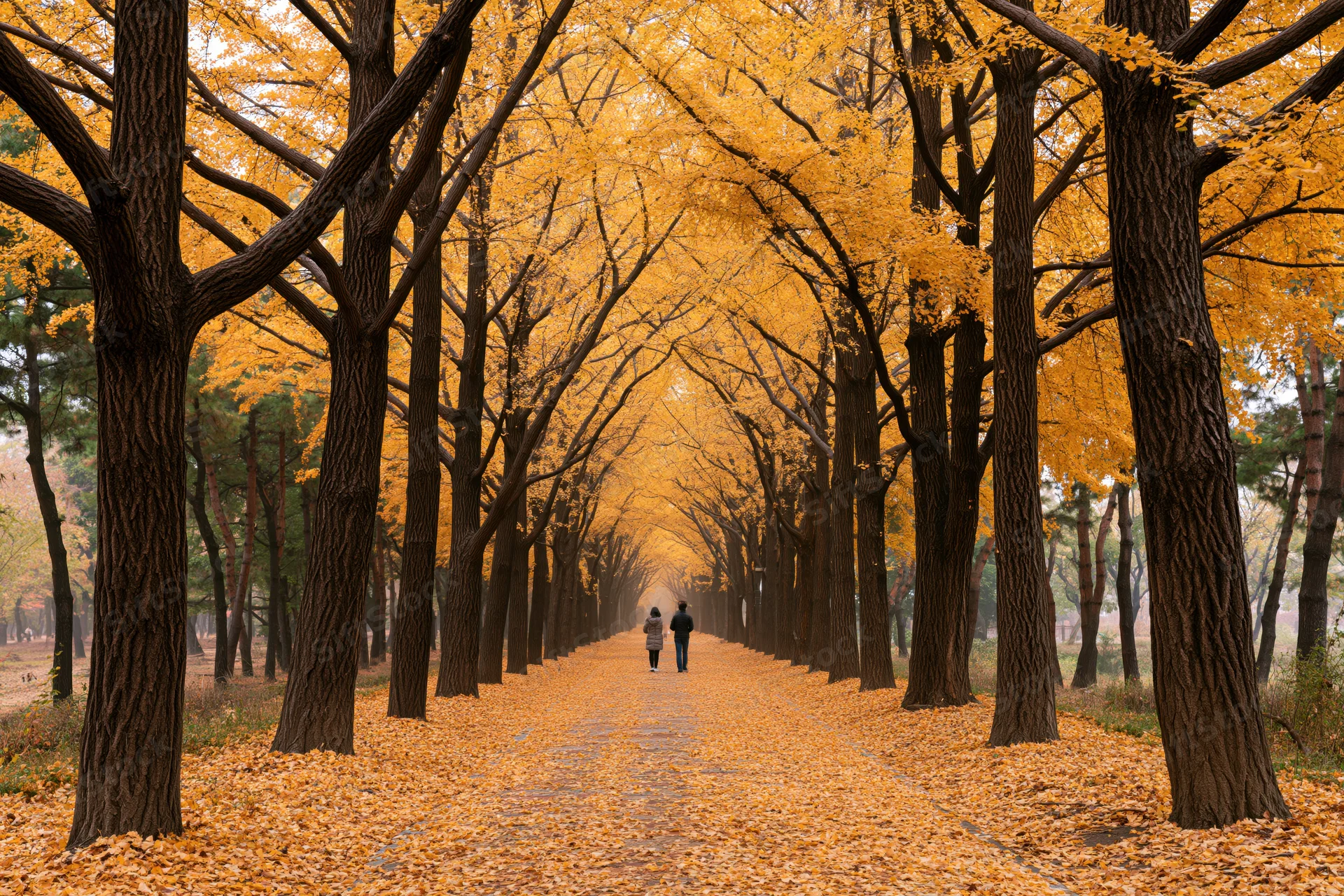 Couple walking along a tree-lined pathway covered in golden ginkgo leaves in autumn park