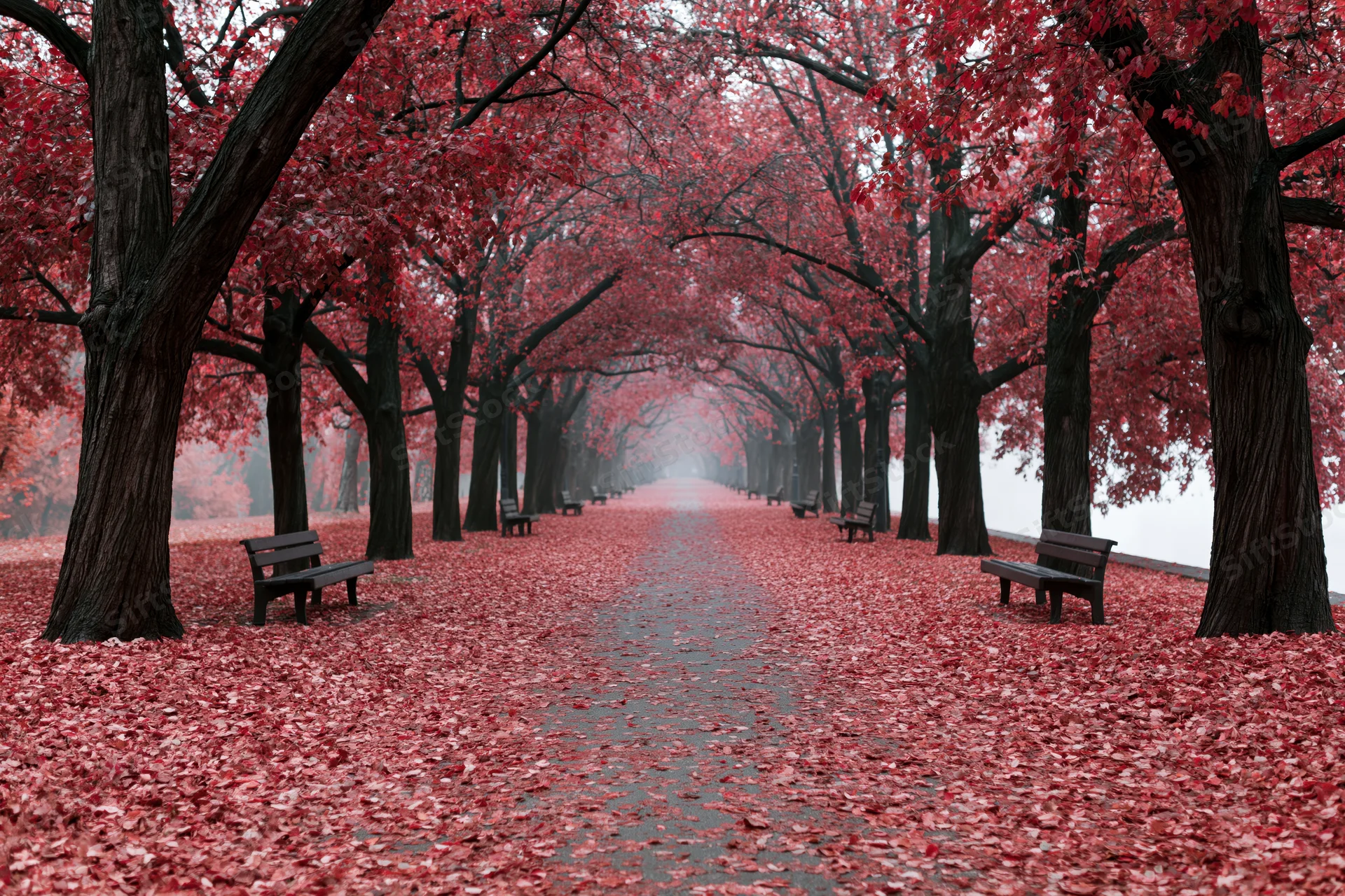 Tree-lined park pathway covered in fallen red leaves with benches along the sides
