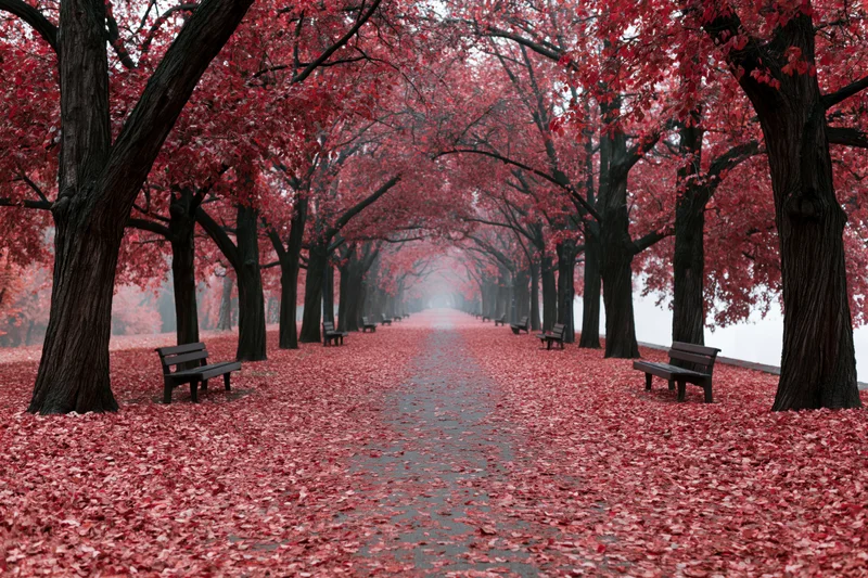 Tree-lined park pathway covered in fallen red leaves with benches along the sides