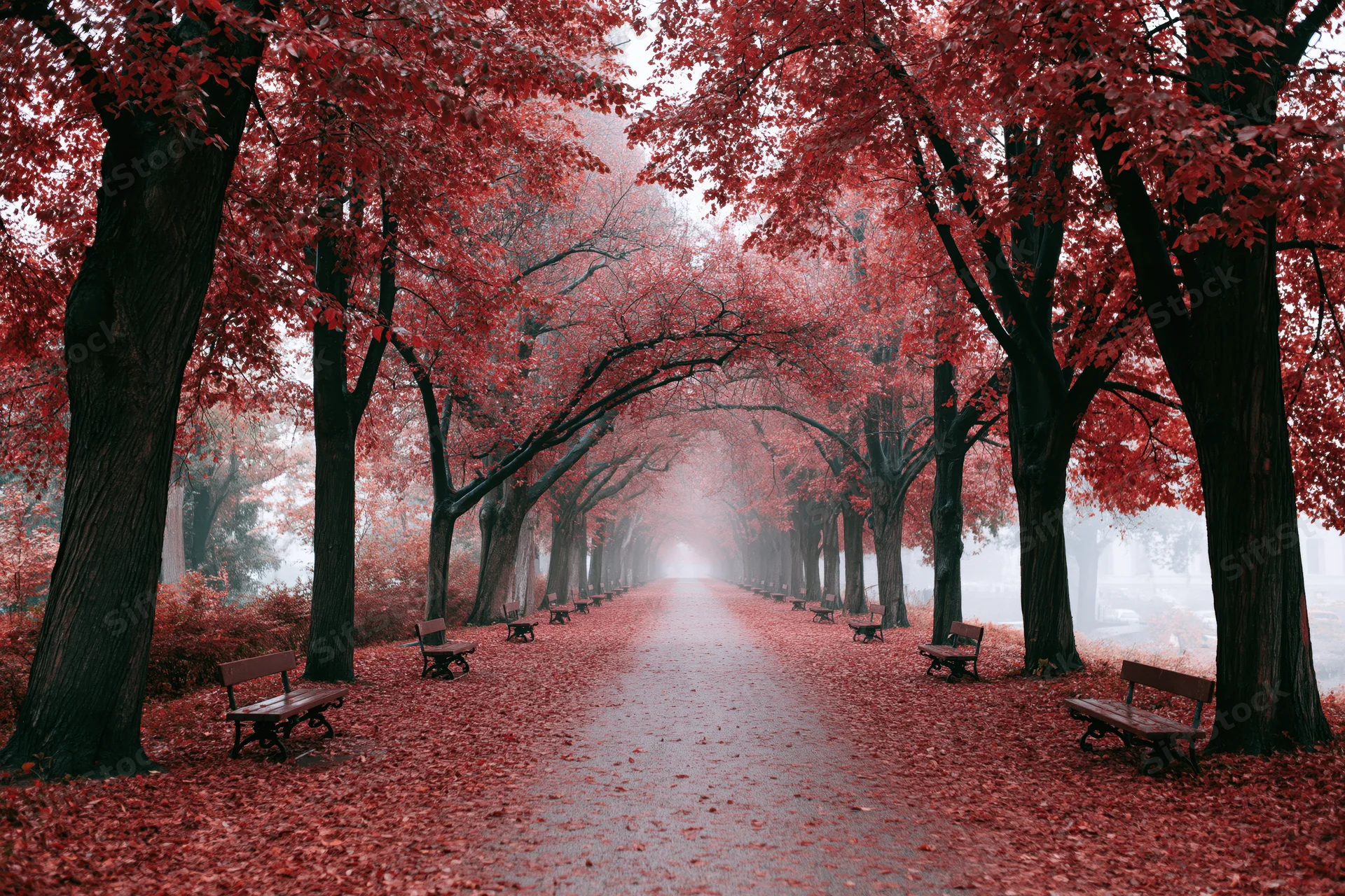 Tree-lined park pathway covered in red fallen leaves with benches along sides under misty canopy